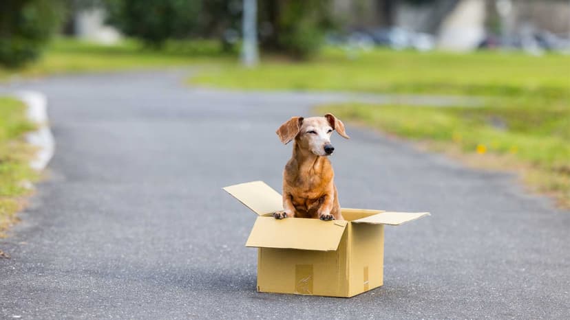 Şehirlerarası pet taksi köpek transferi